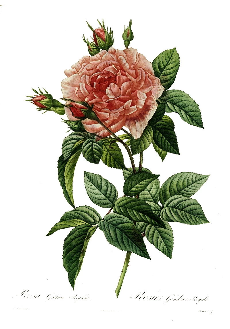 Rosa gallica regalis